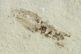 Fossil Seed Bug (Aphanus) - France #255984-2